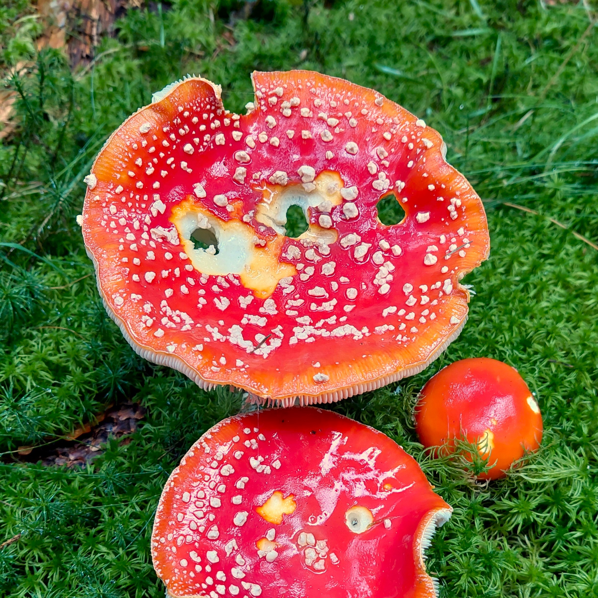 muchomůrka červená (Amanita muscaria), září 2024