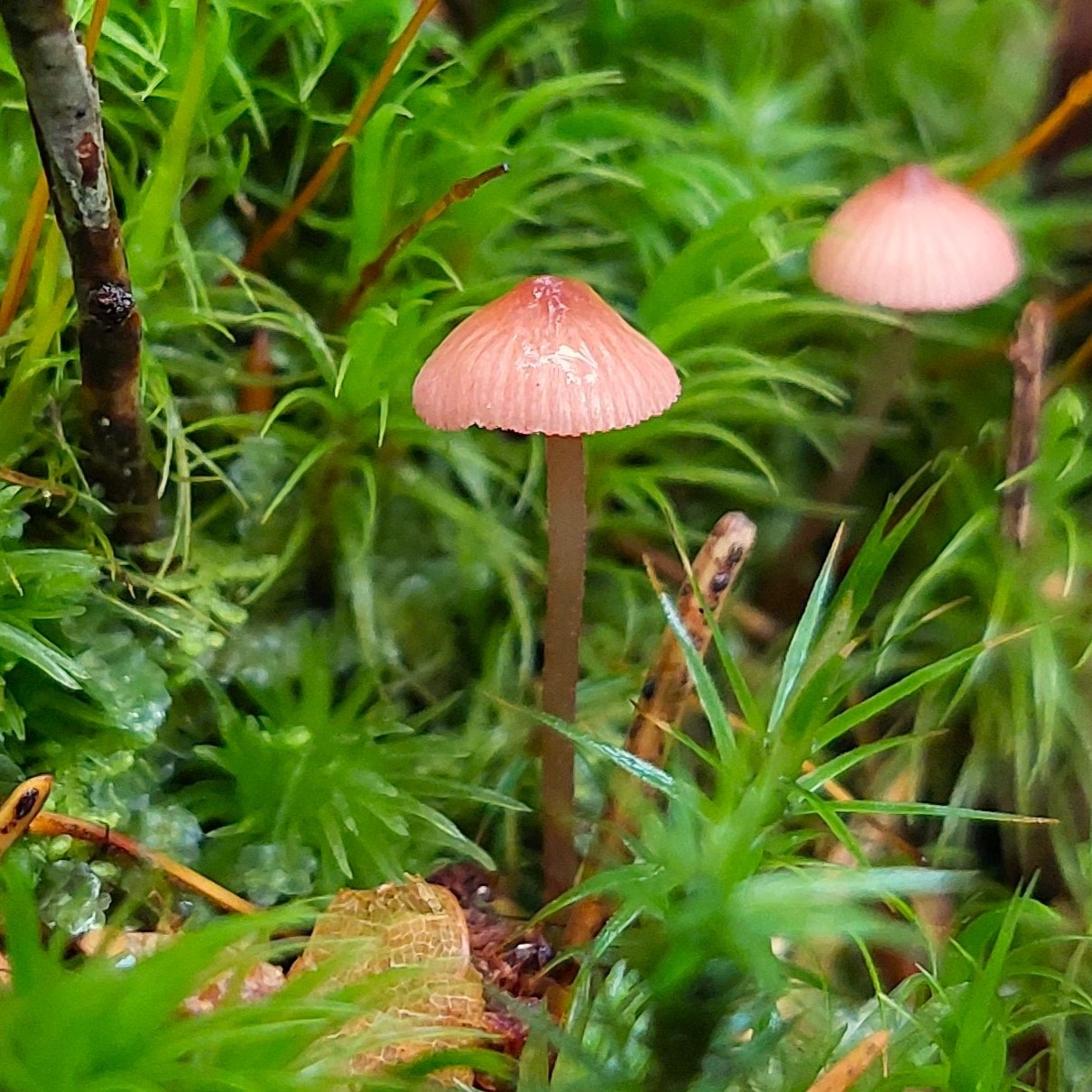 helmovka růžová (Mycena rosella), říjen 2024