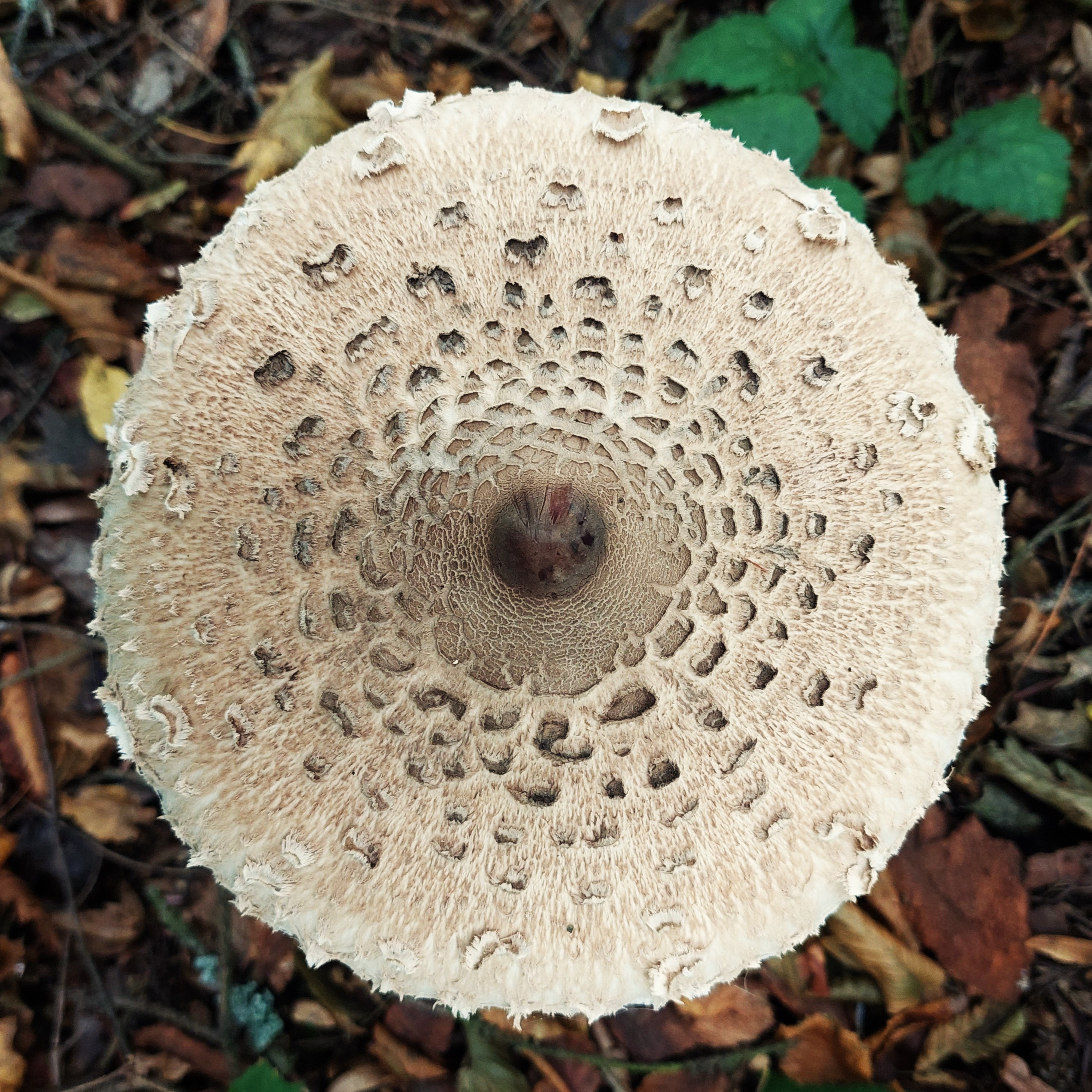 bedla vysoká (Macrolepiota procera), říjen 2024